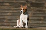 BASENJI 195